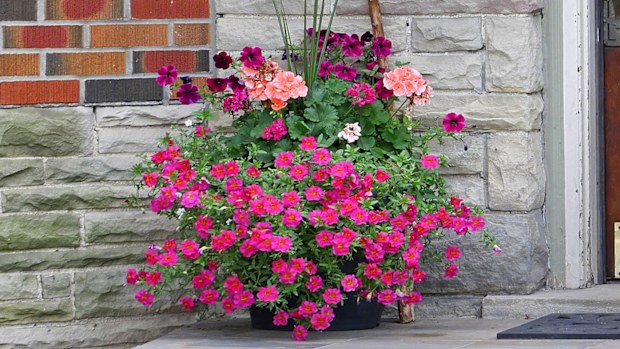 Autumn container gardening display combination