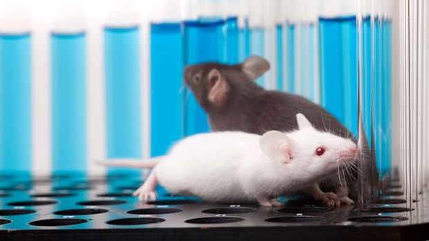 Laboratory mice