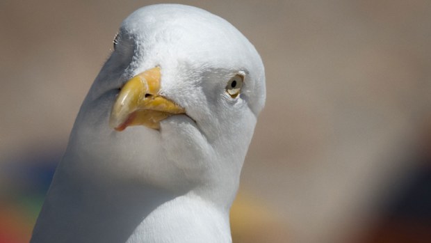 Dozens of ‘drunk’ seagulls have been cared for by vets in Devon, Somerset and Dorset, with locals suspecting the birds got into alcohol leftover by beachgoers. 