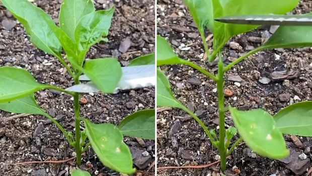 TikTok gardening tips