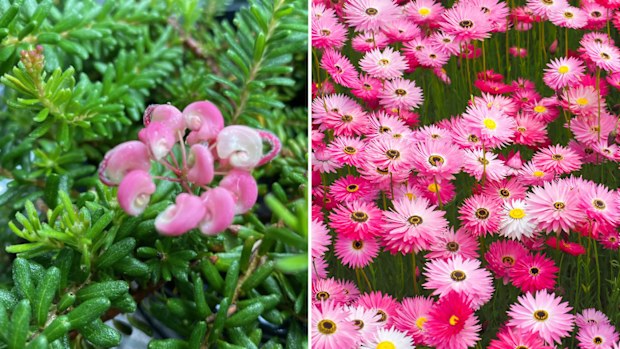 Grevillea Mt Tamboritha, rodanthe everlasting daisies