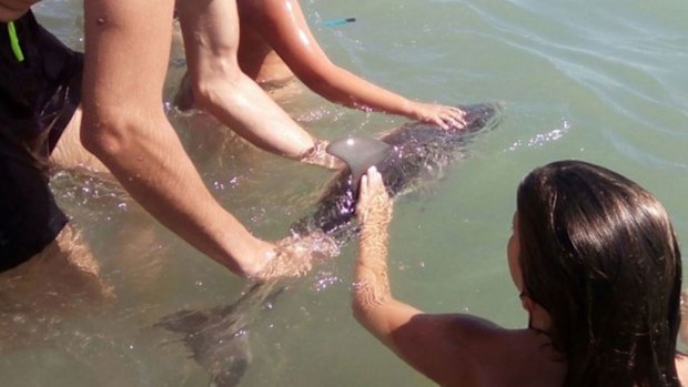The baby dolphin died after tourists carried it to shore for photos (Facebook / Equinac).