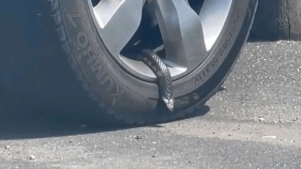 Snake spotted slithering out of Tasmanian car wheel | Nine.com.au