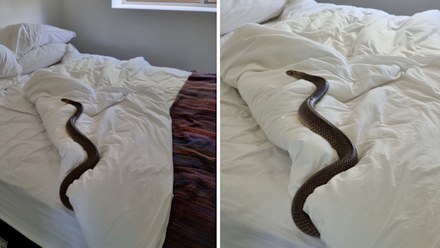 The large eastern brown snake was found resting in a Queensland bed. 