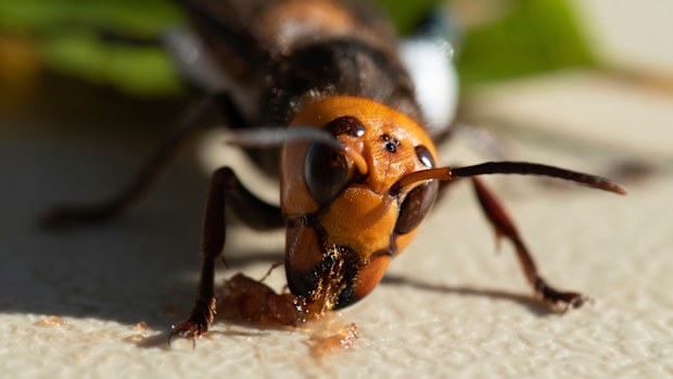 An Asian Giant Hornet wearing a tracking device is shown Thursday, Oct. 22, 2020 near Blaine, Wash.