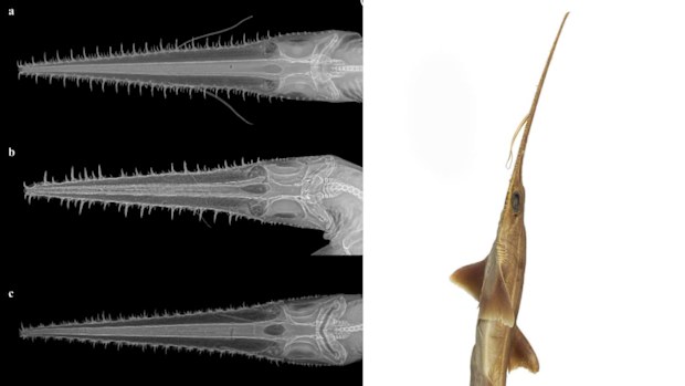 The newly discovered Pliotrema kajae and Pliotrema annae sawsharks