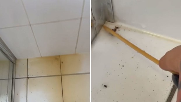 TikTok shock bathroom find