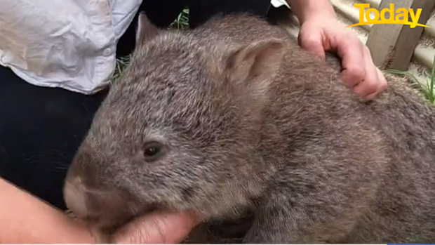 Even after they're released, the animals usually drop by for visits. 