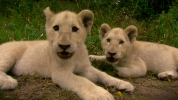 Vo described the experience being around the lions as exhilarating.