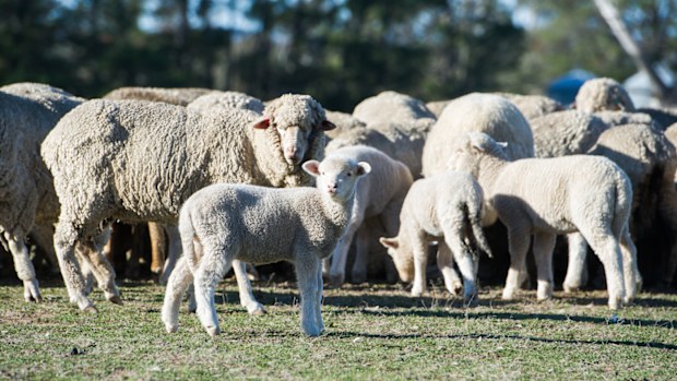 Sheep