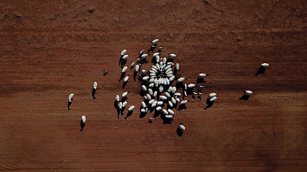 Ashley Gamble has had to cull his livestock by more than half due to crippling drought conditions. 