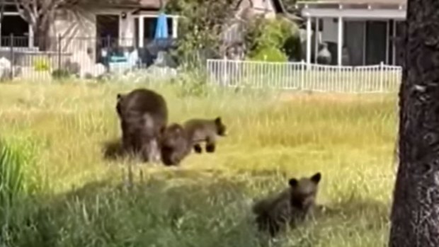 The bear's three cubs — which were also captured and accompanied her on recent home break-ins — are going to a rehab facility.