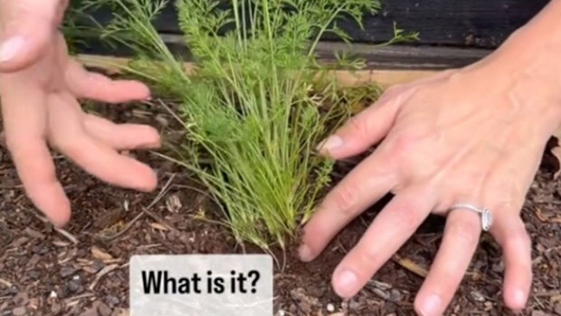 Lia from Southern Yankee DIY was confused when her carrot seeds produced foliage and no carrots.