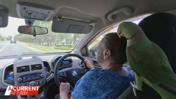 Sue Mariner and Bud in the car together.