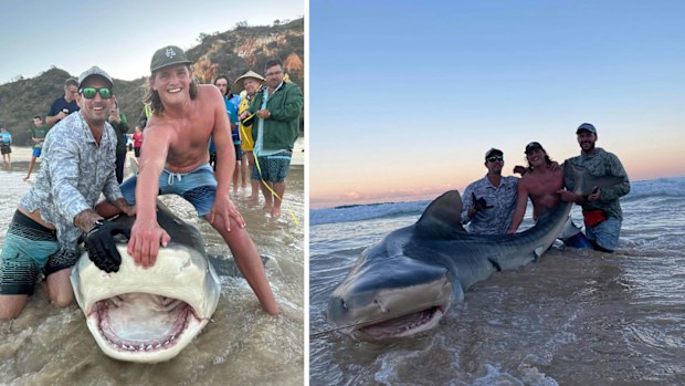 Tiger shark caught at K'gari, Queensland.