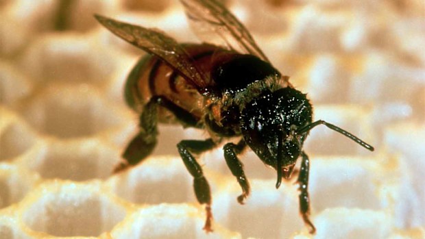 An Africanised, or killer bee.