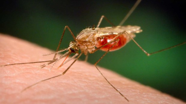 A Ross River fever outbreak has been confirmed in southern Queensland.
