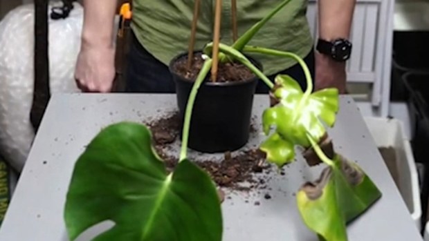 Houseplants
