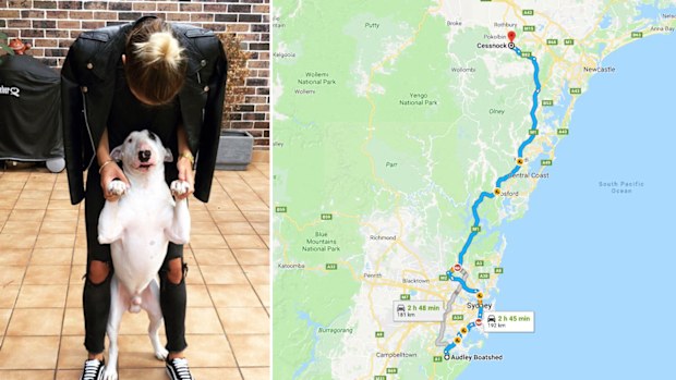Ruca the bull-terrier turned up about 180km away from his home.