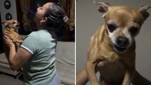 Viral TikTok dog turning trend with angry chihuahua