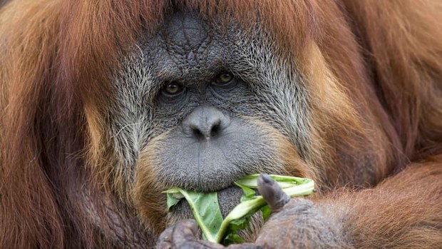 The now-expecting orangutan Karta. (AAP)