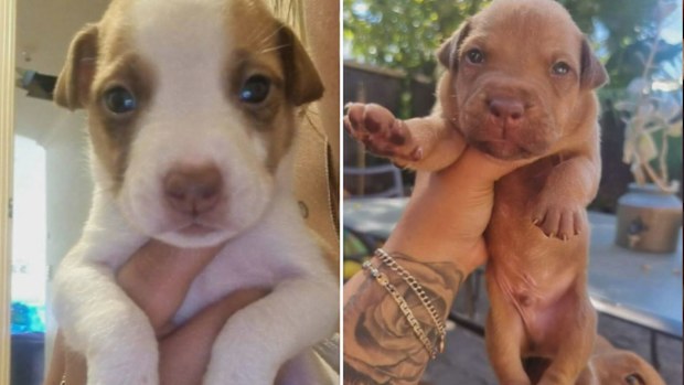 A man has been charged after seven puppies were stolen from a family home in Adelaide. 