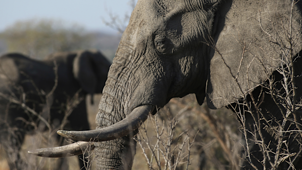 In this photo taken Friday, Sept. 30, 2016, an elephant walks through the bush at the Southern African Wildlife College on the edge of Kruger National Park in South Africa. As teams of poachers stalk rhinos and elephants in the park, wildlife officials are turning to nearby communities to help stop the slaughter by using local knowledge to deter poachers, not join them. (AP Photo/Denis Farrell)