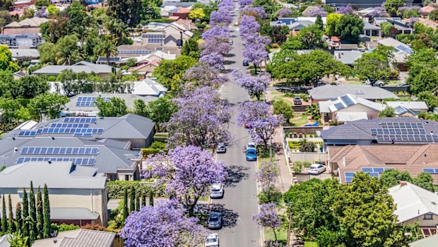 Aerial view of purple Jacaranda street trees blooming along both sides of a street in Adelaide's Eastern Suburbs. Adelaide Hills/Mt Lofty Ranges in background