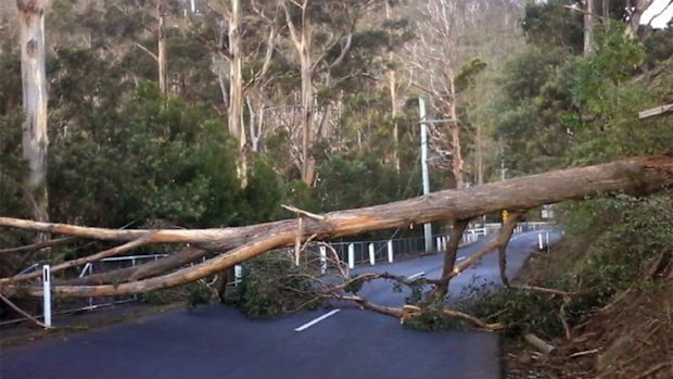 A fallen tree and power lines. (Jake Wilkinson)