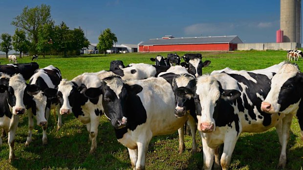 Holstein cattle at a farm in Ontario. Donald Trump has threatened punishing tariffs on Canadian dairy.