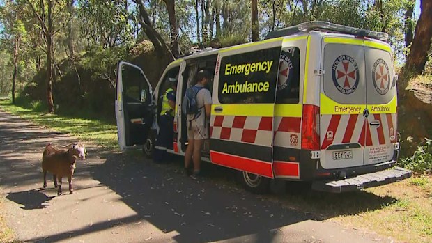The goat inflicted leg injuries on a man in Glenbrook.