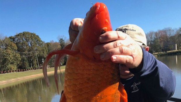 It is not known how old the whopper goldfish is or how long it might have been living in the lake. 