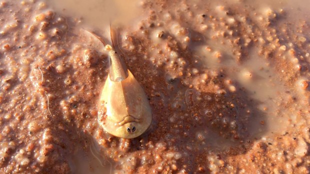 Shield shrimp brought to life by recent rain in the desert. (Northern Territory Parks and Wildlife)