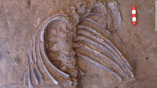 The Neanderthal's ribs were the first part to be discovered.