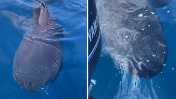The video, filmed off San Diego, is the first recorded time two megamouths have been filmed together. 