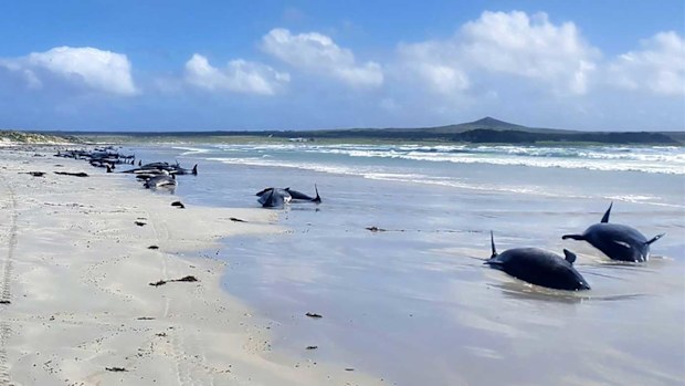 Some of the nearly 100 pilot whales beached on the Chatham Islands.