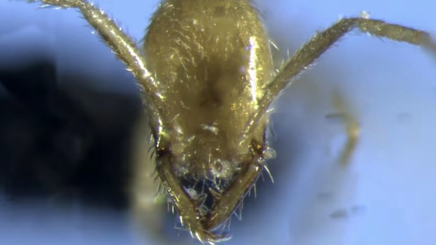 Voldemort ant: Outback insect named after Harry Potter villain | Nine ...