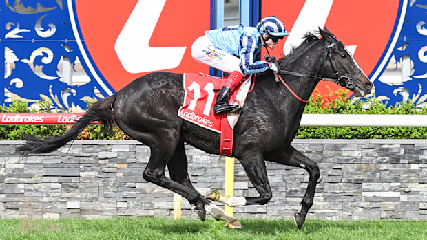 Onesmoothoperator, ridden by Craig Williams, wins the 2024 Geelong Cup.