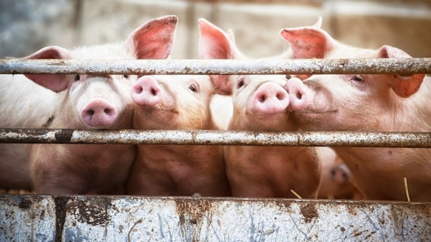 Pigs
