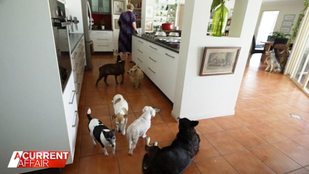 The Goullets don't expect anything in return for taking in dogs.
