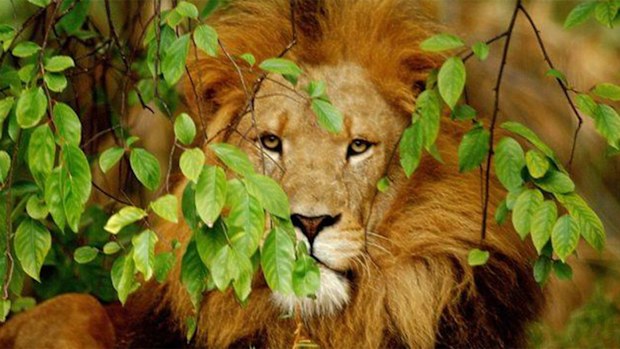 African Lion Nelson. Facebook)