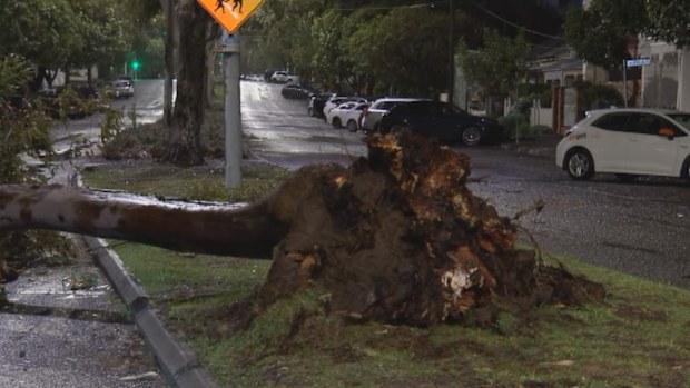 Parts of Victoria are still being lashed by wild winds this morning after a long, busy night for the State Emergency Service. 