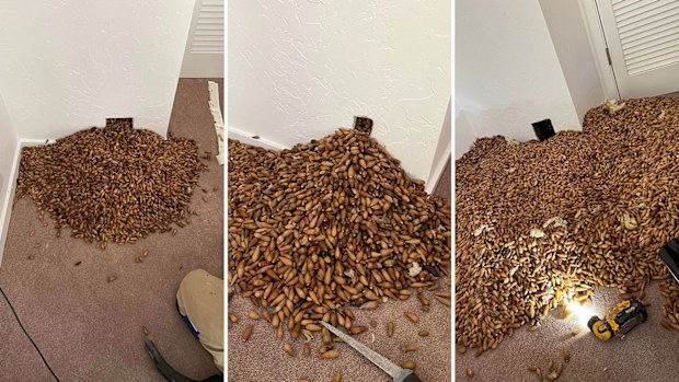 Acorns pest control shock finds