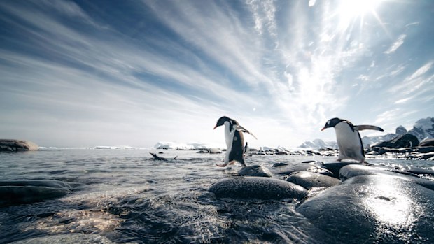 Gentoo penguins head for the water somewhere in the Antarctic.