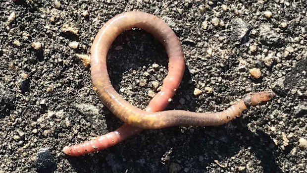 Worms cannot survive long if their skin dries out.