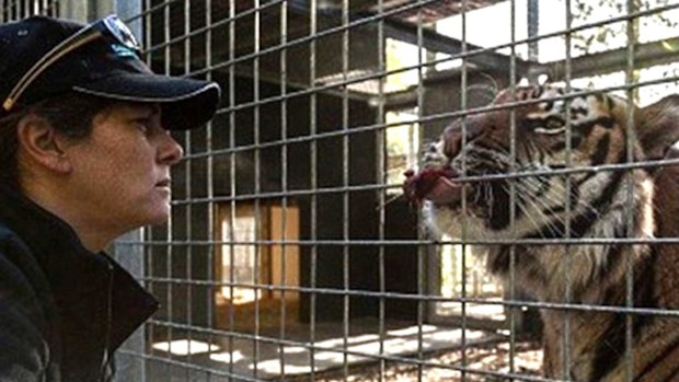 Samantha Kudeweh face-to-face with a tiger.