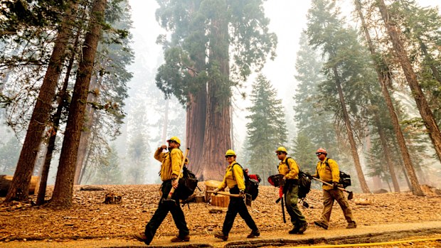 Historic drought tied to climate change is making wildfires harder to fight. It has killed millions of trees in California alone.