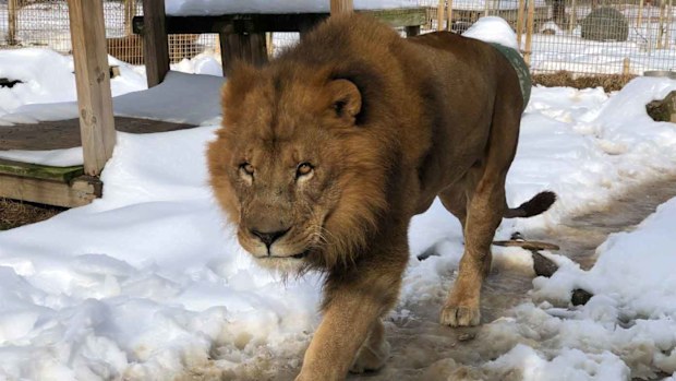 One of the many lions at the Conservators Centre.