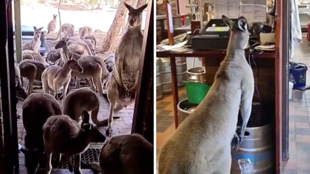 John Forrest Tavern: The WA pub overrun with kangaroos