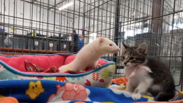 Unlikely animal friends